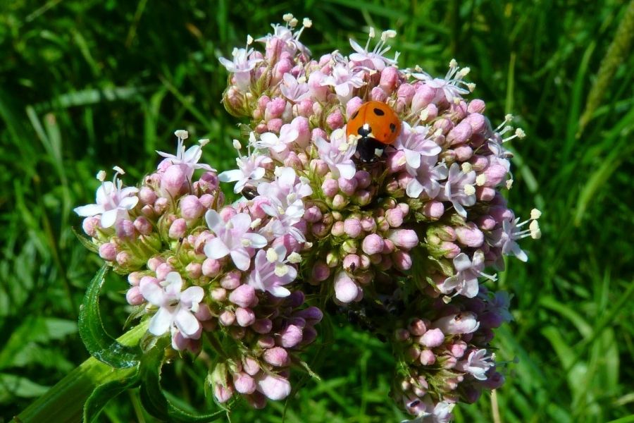 Herbs That Can Help Reduce Anxiety