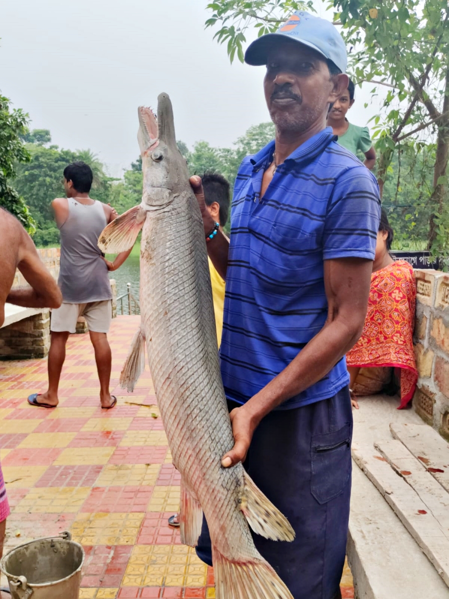 Alligator gar Fish