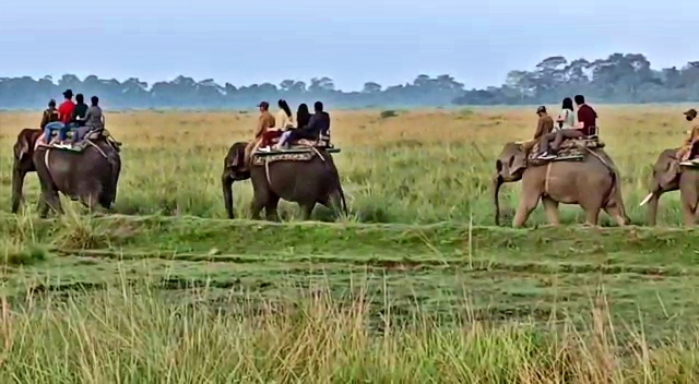 Eliphant safari open in Kaziranga National Park