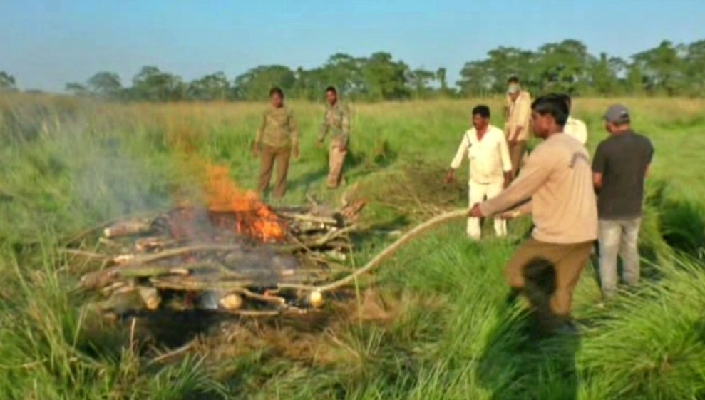 bengal tiger found death at orang