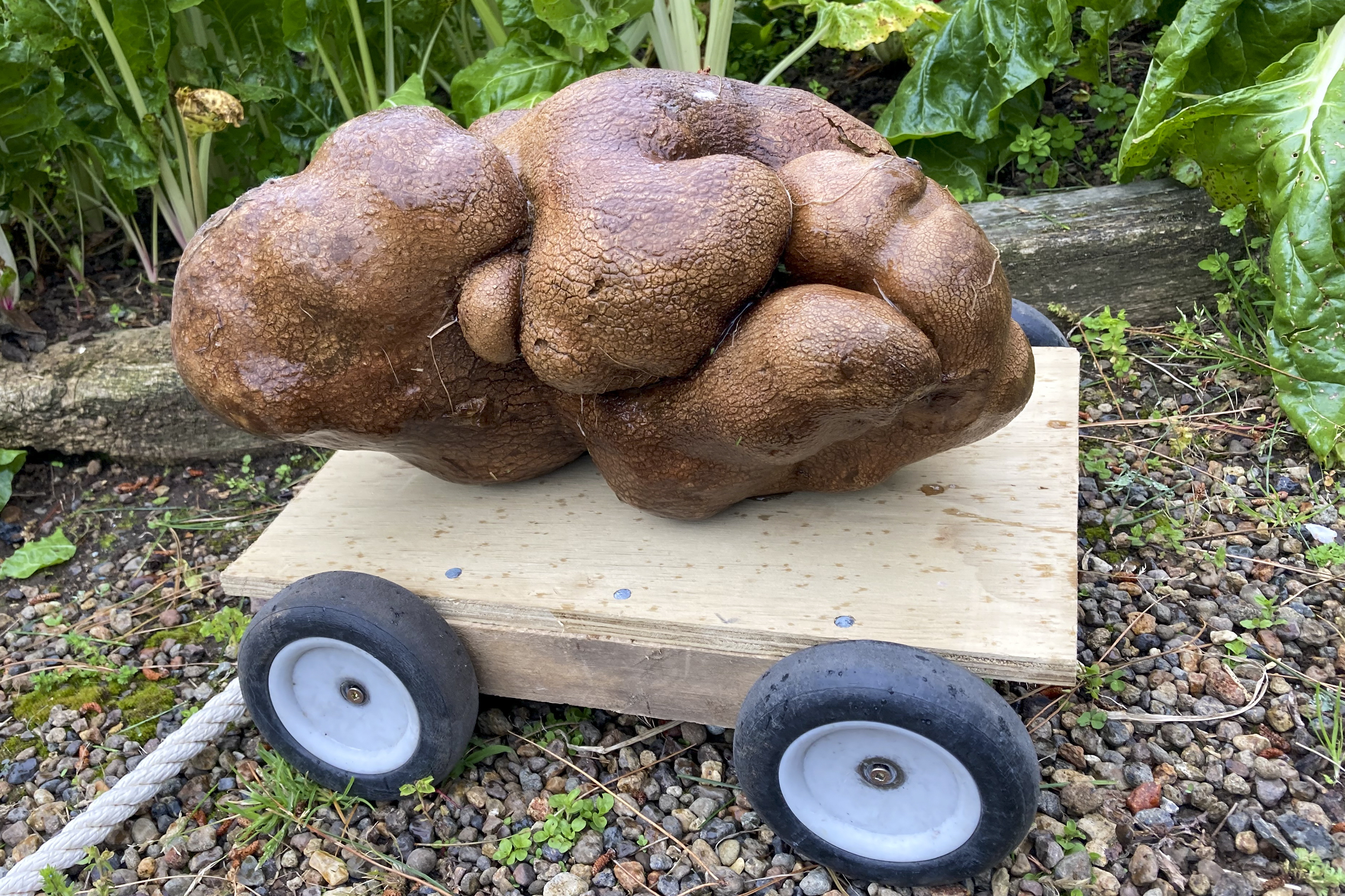 worlds biggest potato
