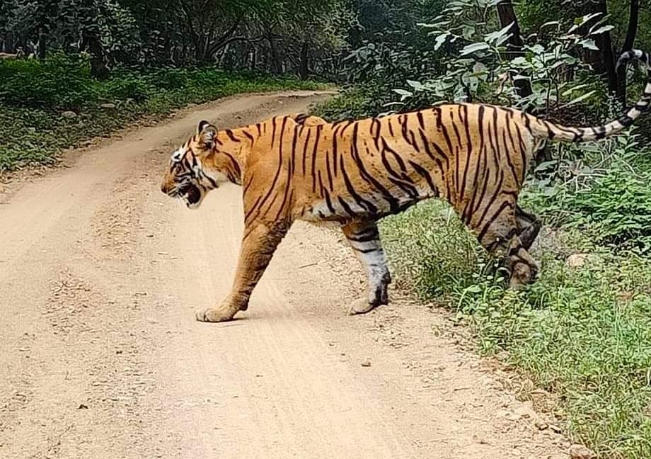 वाल्मीकि टाइगर रिजर्व  की शान