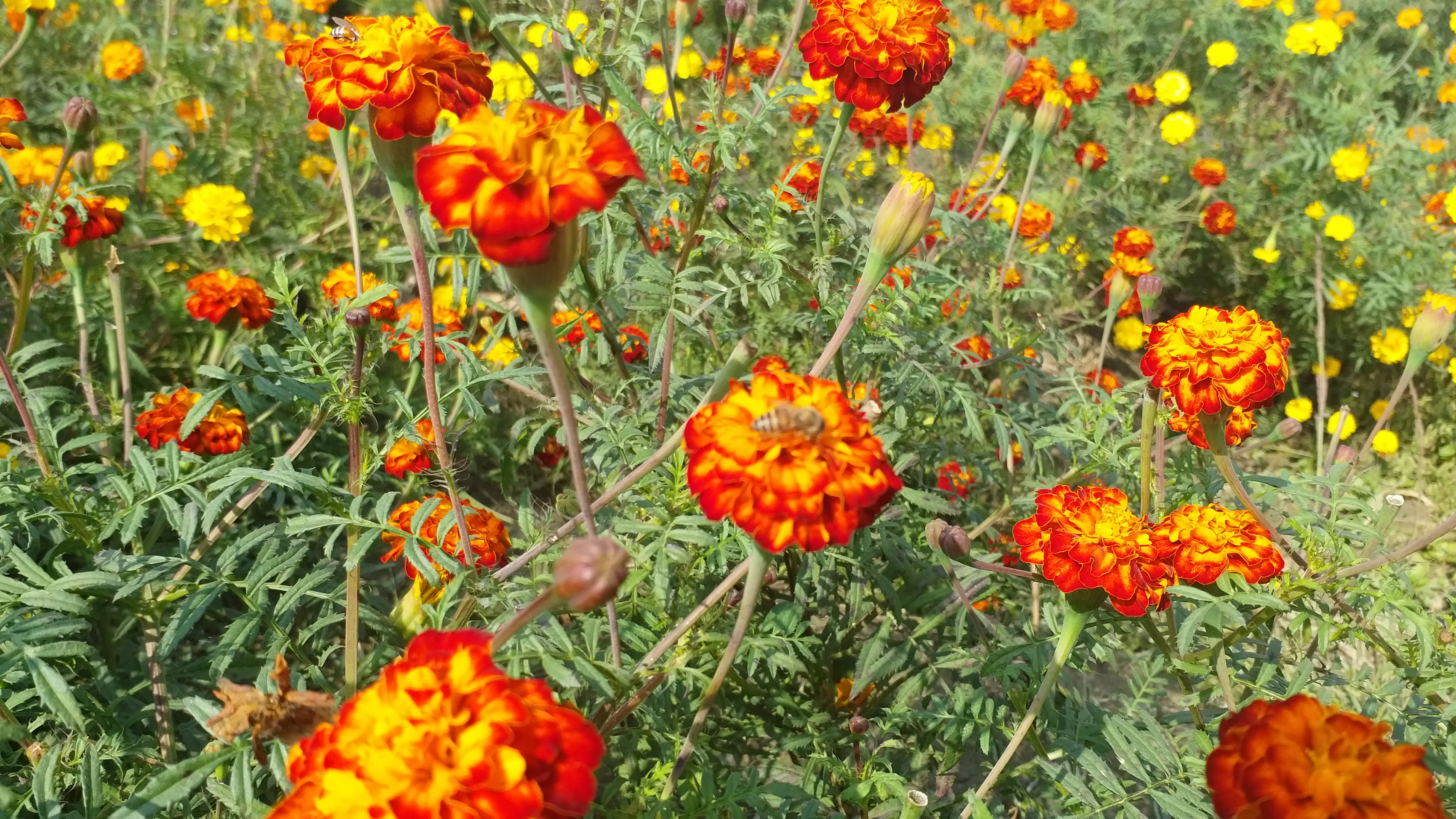 kurukshetra flowers farming