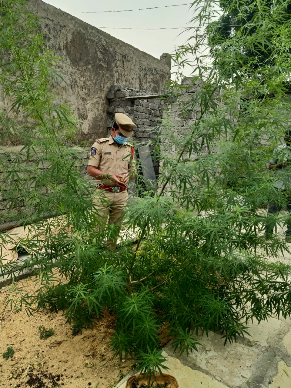 Marijuana cultivation at Home