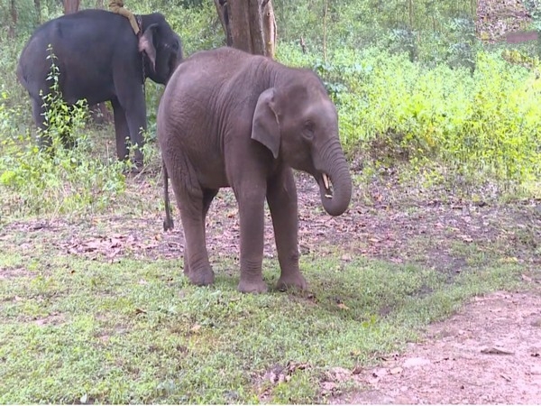 elephant named as puneeth rajkumar