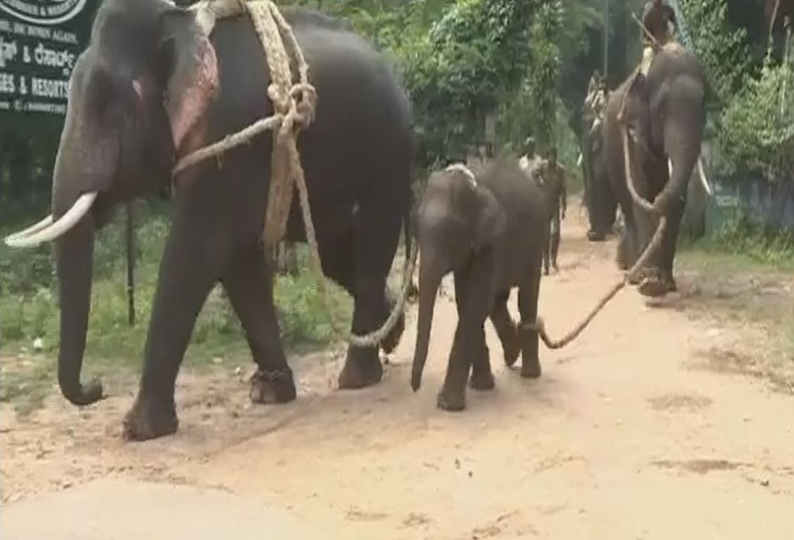 elephant named as puneeth rajkumar