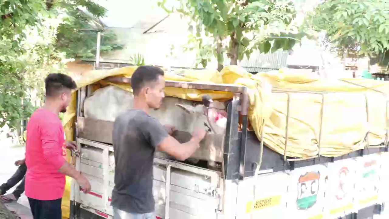 illegal cattle smuggling in golaghat