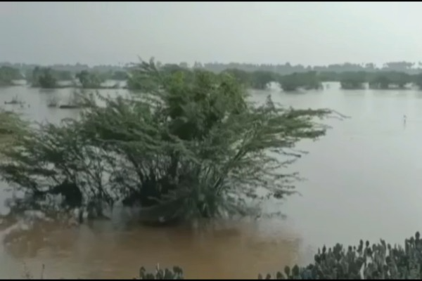 cows-trapped-in-river-floods