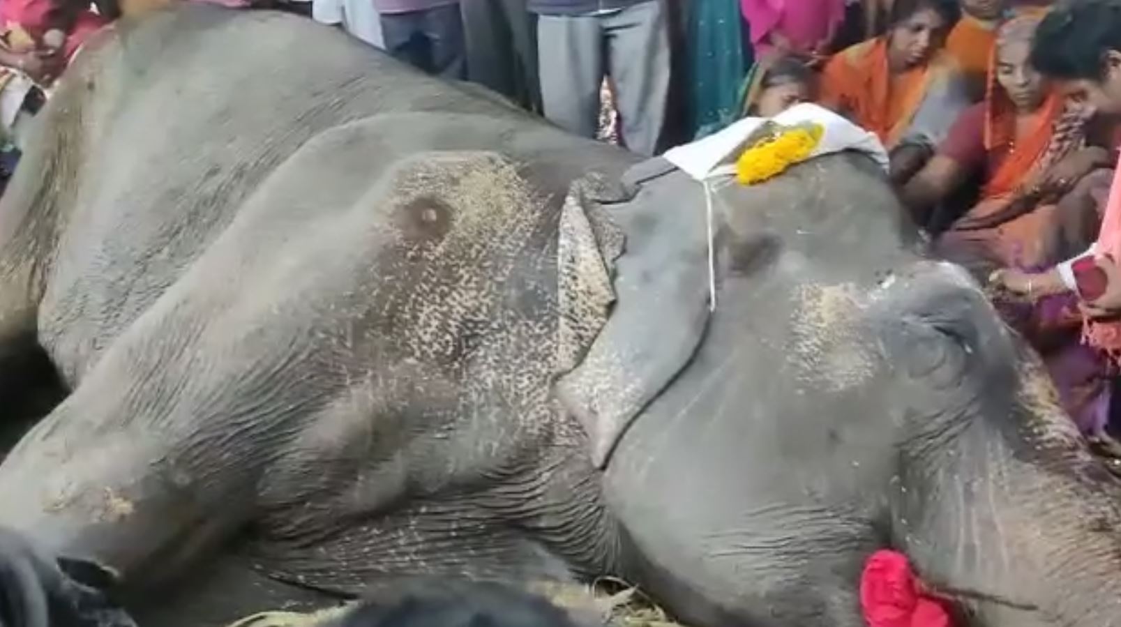 elephant dies in temple