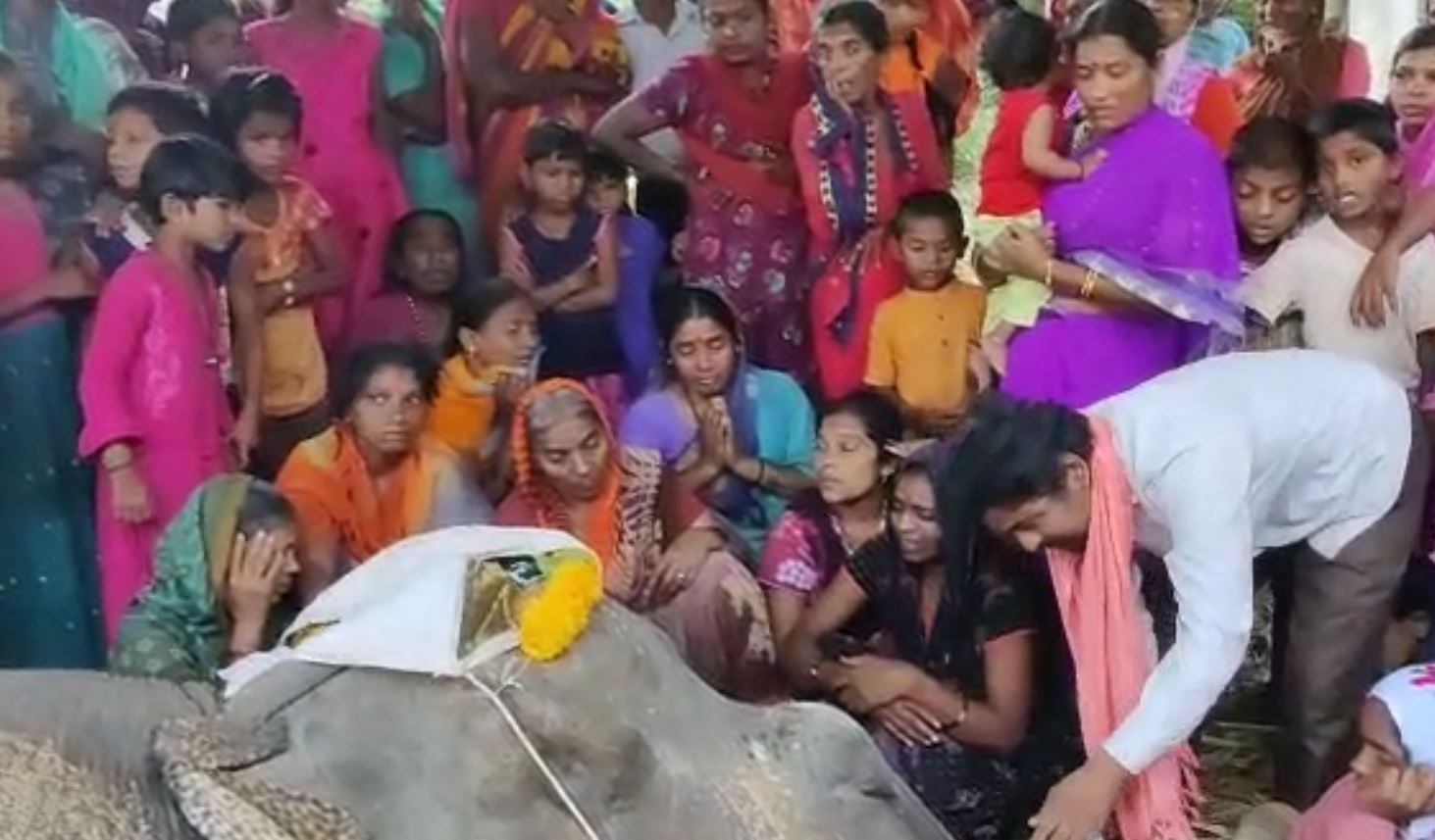 elephant dies in temple