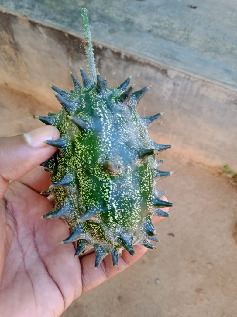 Coronavirus shaped cucumber