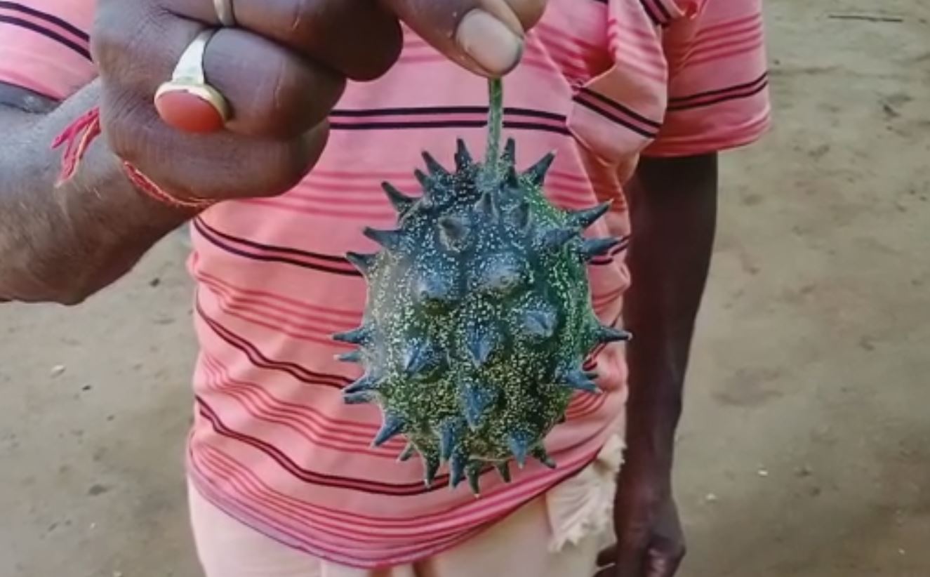 Coronavirus shaped cucumber