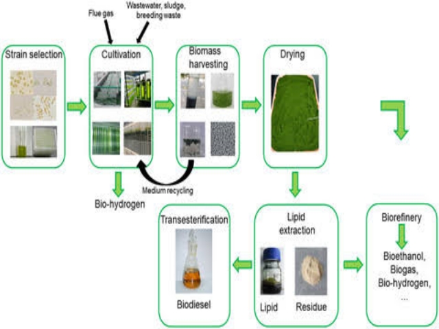 vishal-kumar-gupta-made-bio-petrol-diesel-from-algae-plants-in-ranchi