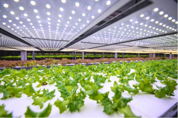 Journalist Converts 3 Storey Home Into Hydroponics Farm