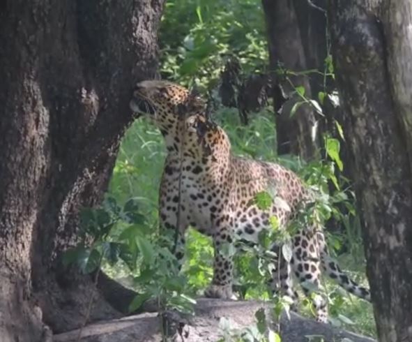 Leopard Sanctuary