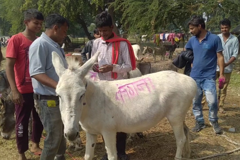 donkey kangana aryan sold at 34000 rupees in gadhon ka mela