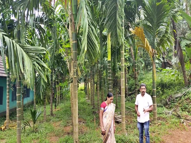 school garden