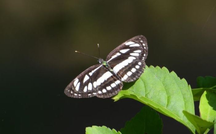 common sailor butterfly