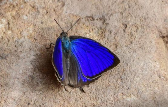 large oak blue butterfly