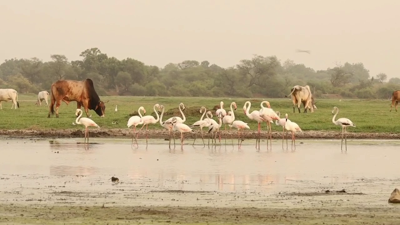 French delegation in Keoladeo National Park