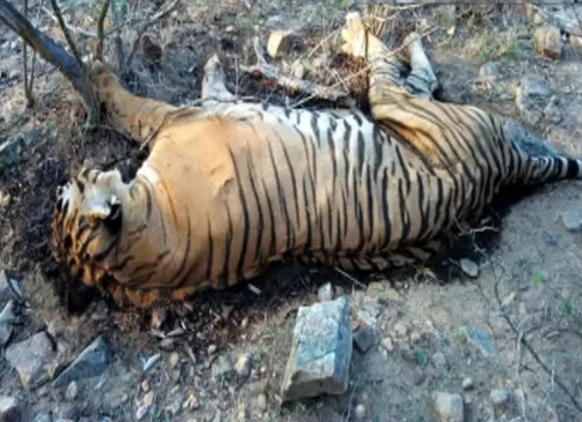 tiger died in mp