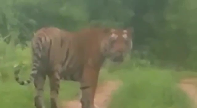 mother clashed with tiger for son