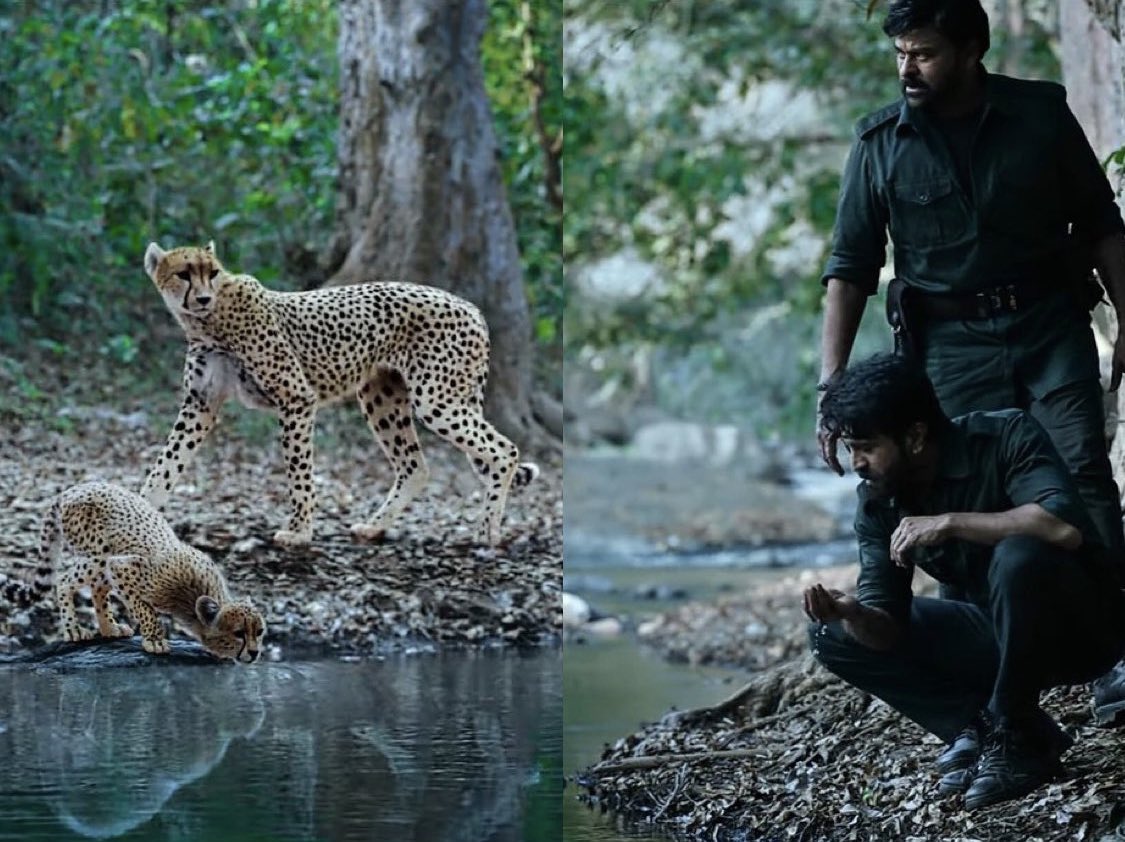 acharya cheetah scene