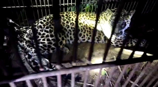 Leopard caged in dibrugarh