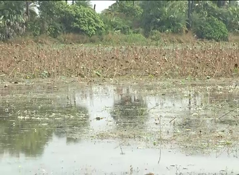 పత్తి చేనులో కూడా నీరే..