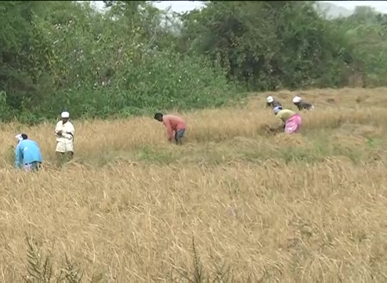 కూలీలతో పంటలు కోయిస్తున్న రైతులు