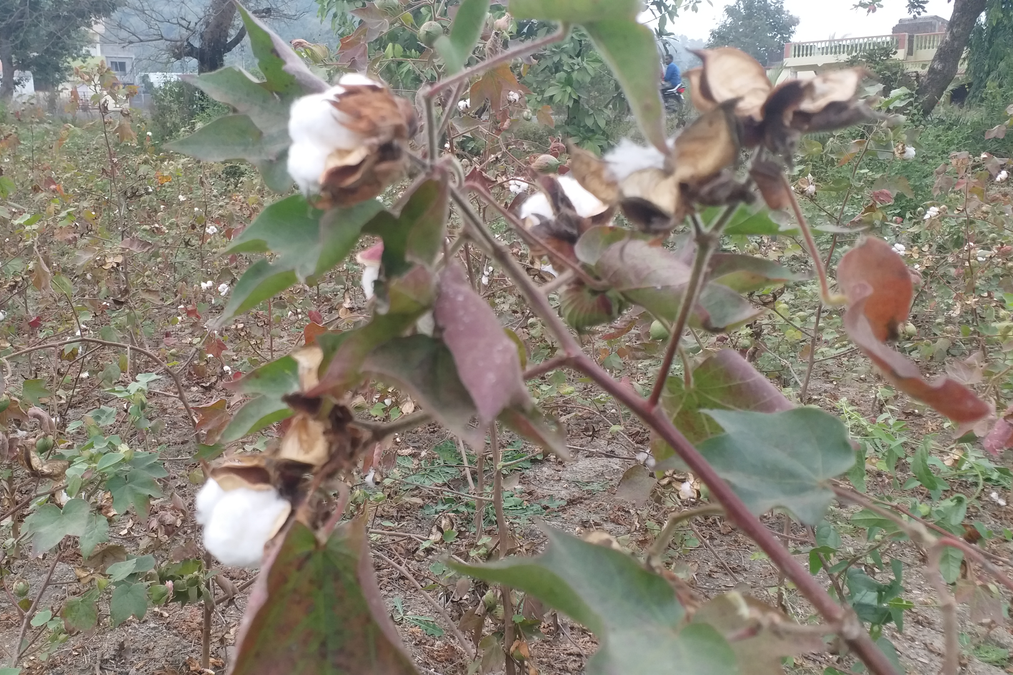 cotton in 30 thousand hectares