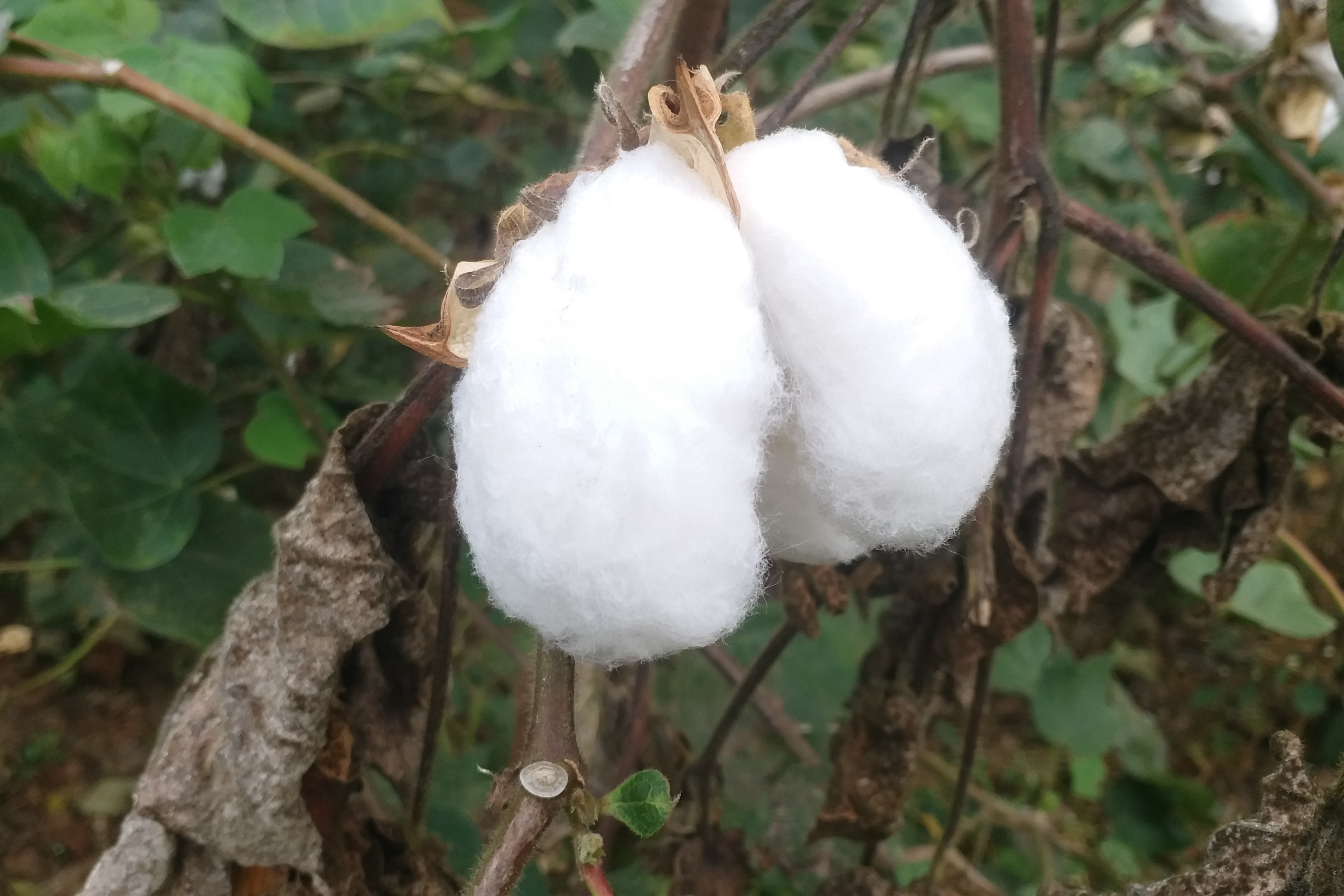 chindwara cotton crop