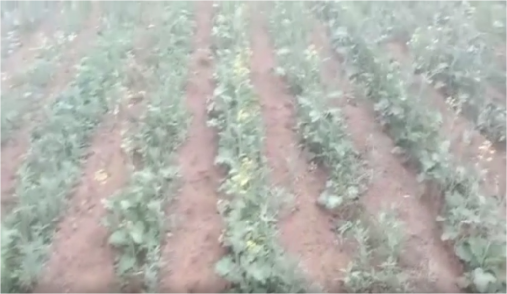 Fog beneficial to crops