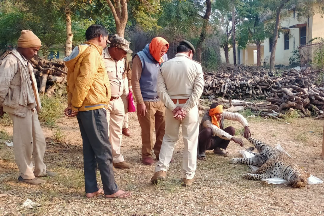 forest department finding out the reason death of leopard