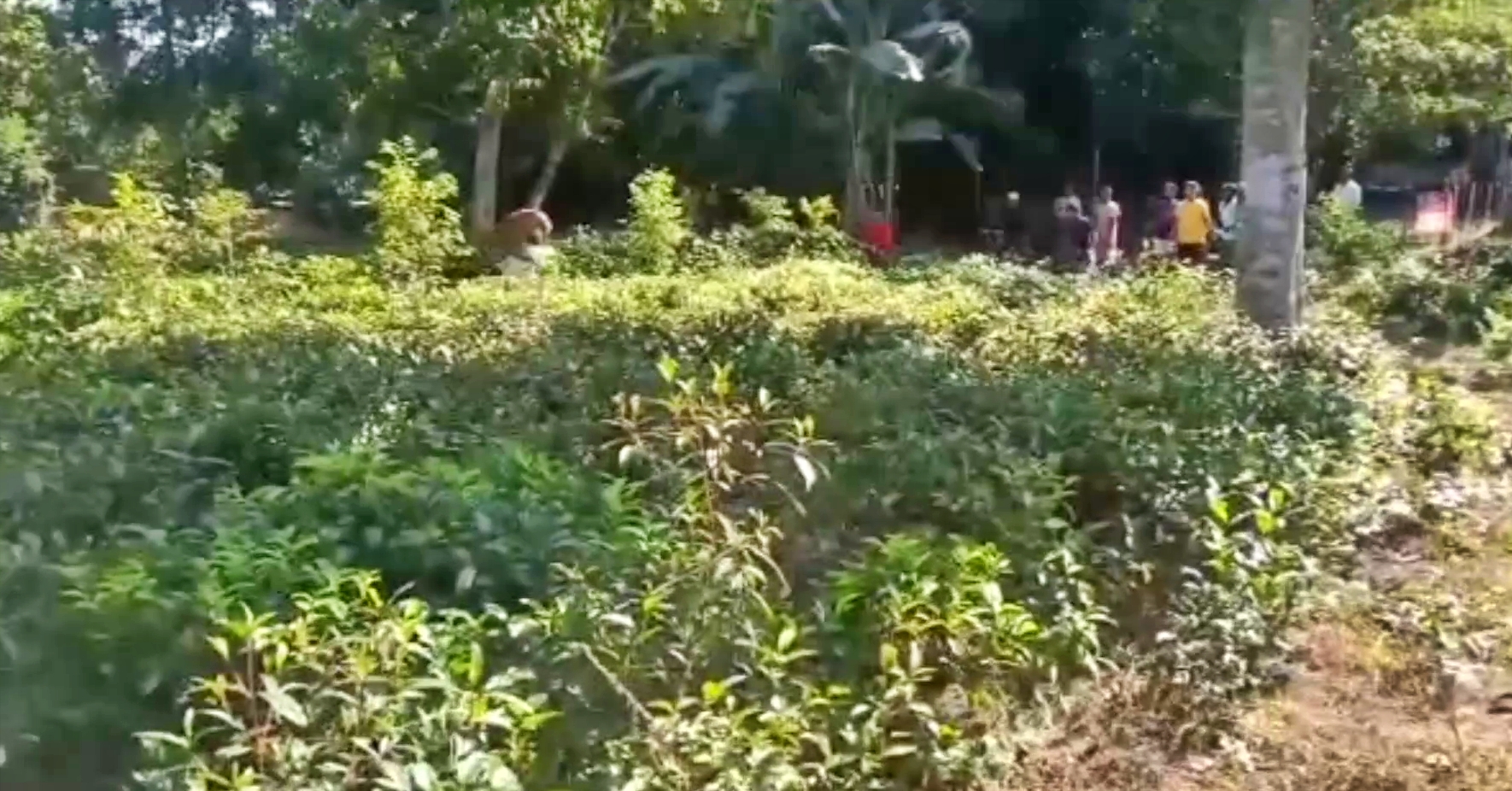 leopard scaring people by roaming at mariani