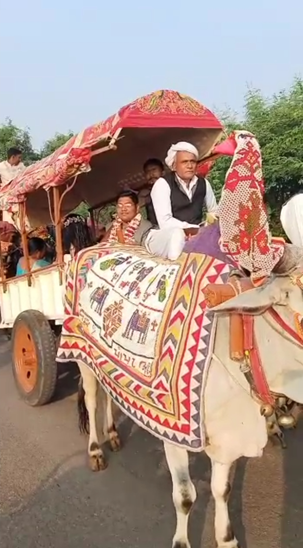 Groom Hanil from Amreli Gujarat wedding  Groom arrived at his wedding in a bullock cart surat  അംറേലി വിവാഹത്തിന് വരൻ എത്തിയത് കാളവണ്ടിയിൽ  ഗുജറാത്ത് ഹാനിൽ