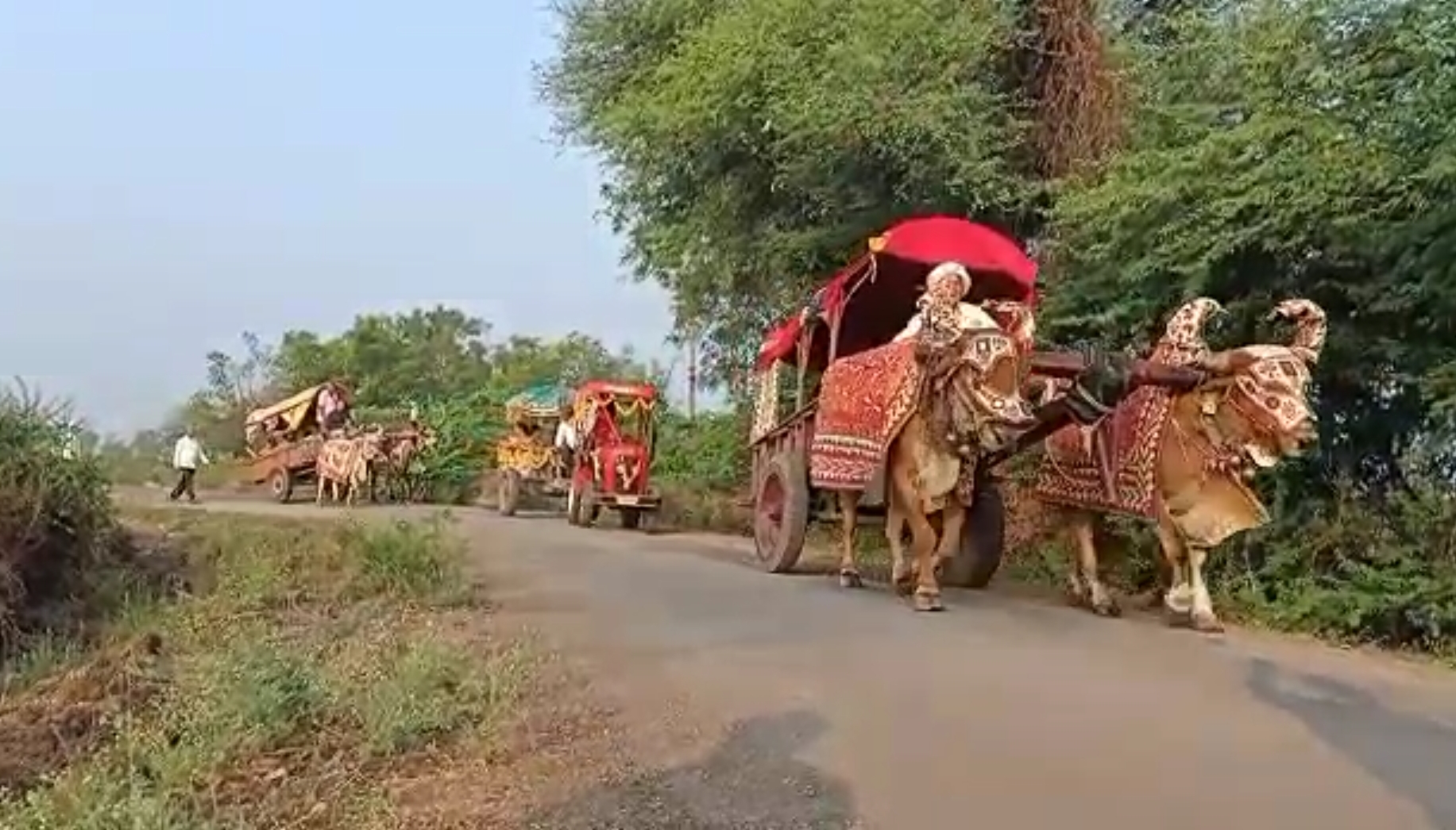 Groom Hanil from Amreli Gujarat wedding  Groom arrived at his wedding in a bullock cart surat  അംറേലി വിവാഹത്തിന് വരൻ എത്തിയത് കാളവണ്ടിയിൽ  ഗുജറാത്ത് ഹാനിൽ