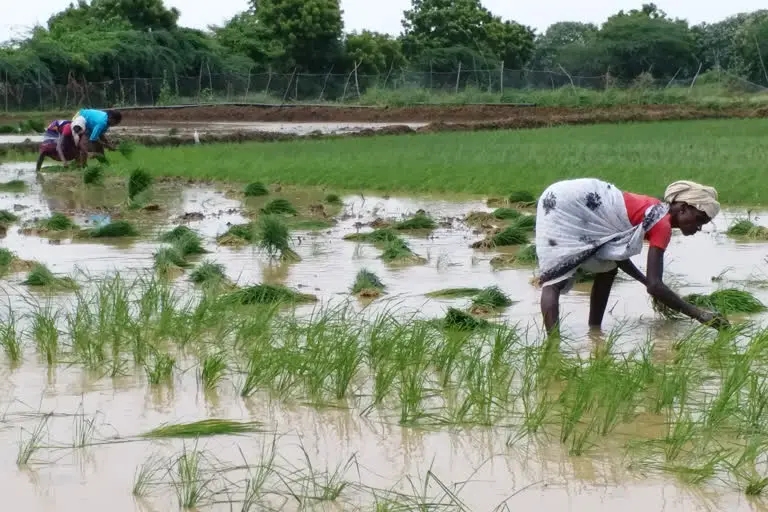 தமிழ்நாடு முழுவதும் பொட்டாஷ் உரத்திற்கு தட்டுப்பாடு