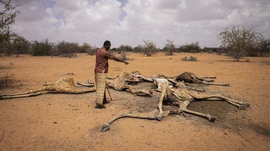 Kenya Drought: Giraffes killed by severe drought in Kenya