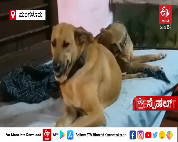 a women  feeding 2 tonnes of food to 800 street dogs