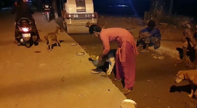 a women  feeding 2 tonnes of food to 800 street dogs