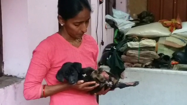 a women  feeding 2 tonnes of food to 800 street dogs