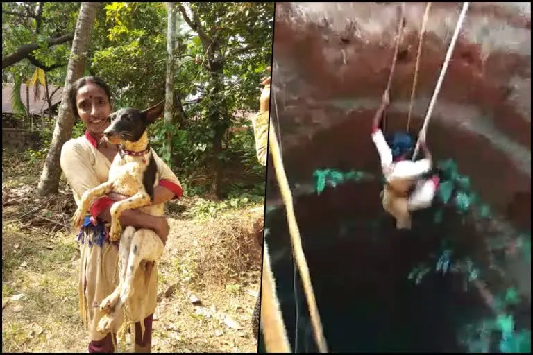 a women  feeding 2 tonnes of food to 800 street dogs per day in mangalore