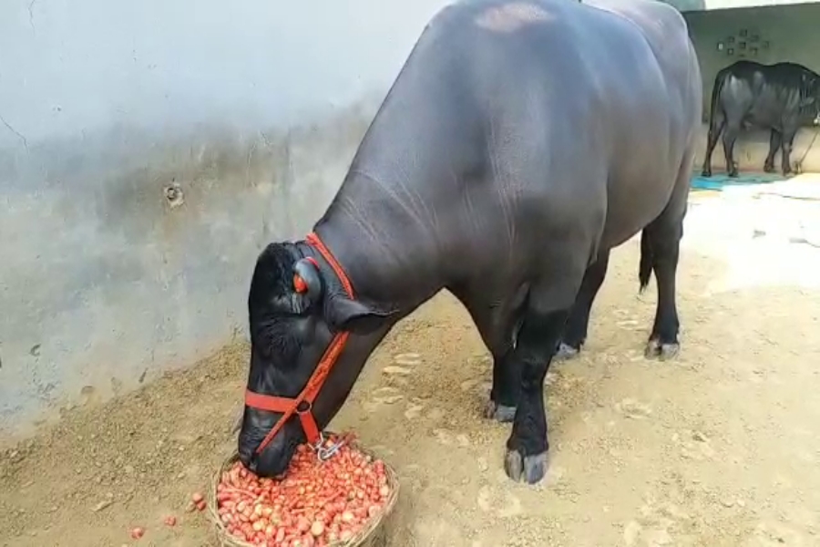 murrah buffalo badal