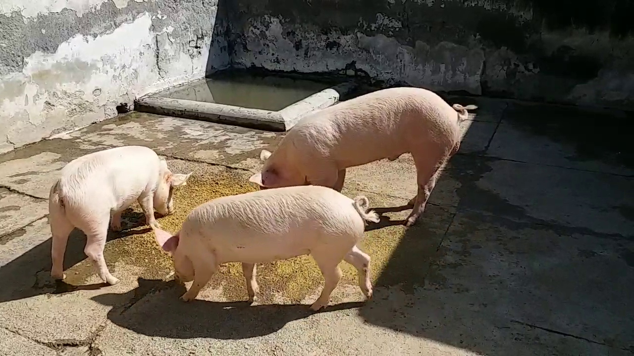 Pig farming in haryana