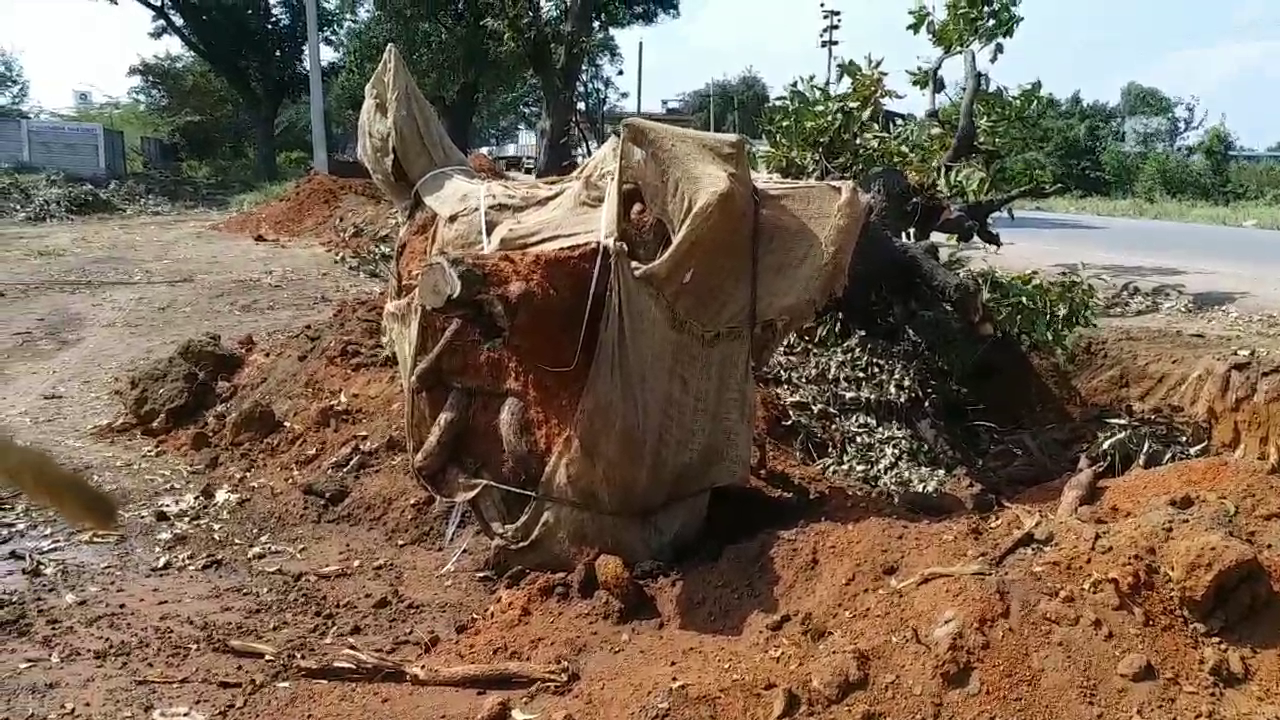 tree transplantation and relocating in shadnagar part of road widening