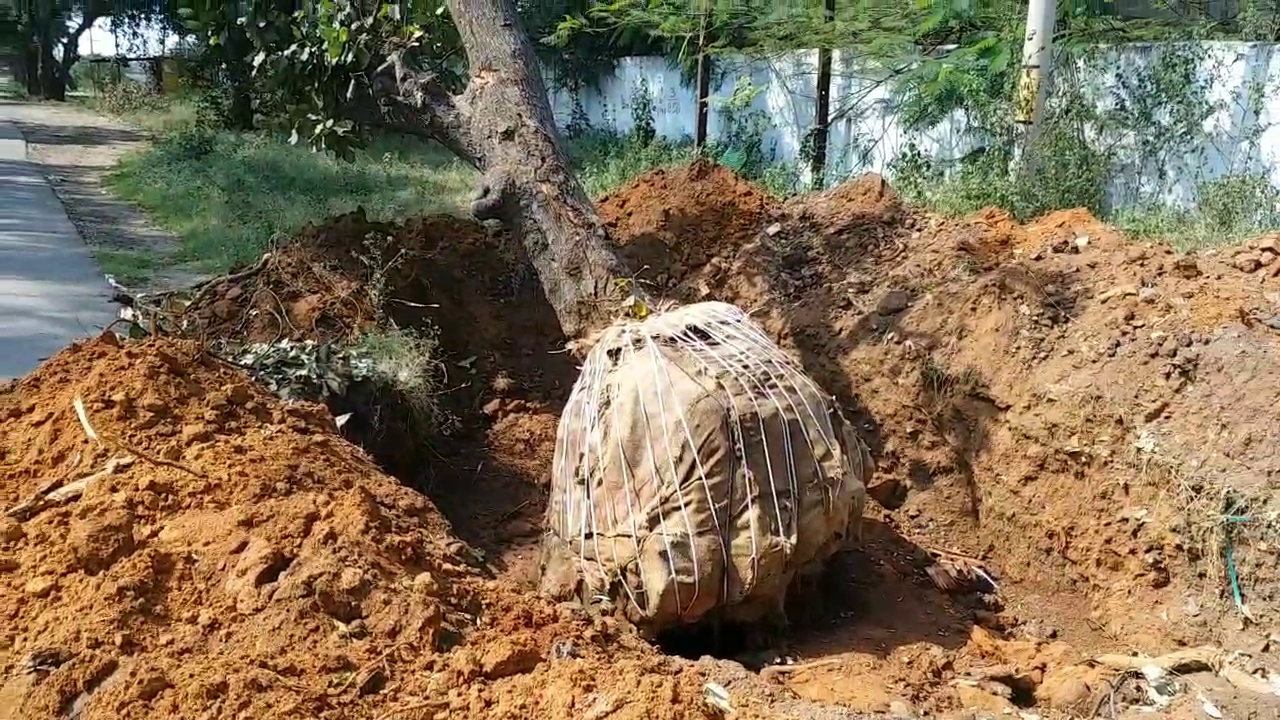 tree transplantation and relocating in shadnagar part of road widening