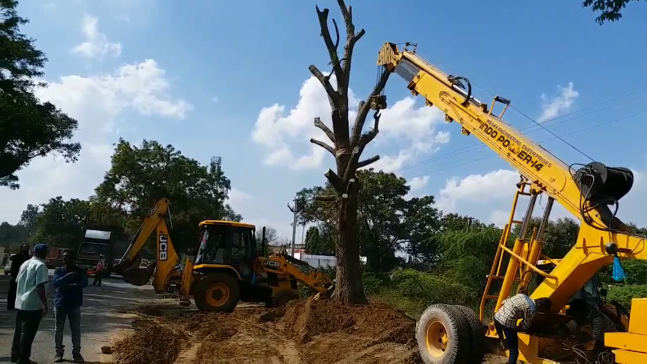 tree transplantation and relocating in shadnagar part of road widening