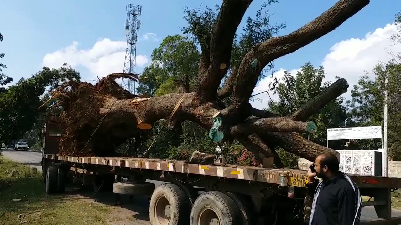 tree transplantation and relocating in shadnagar part of road widening