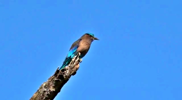 Kaziranga national park